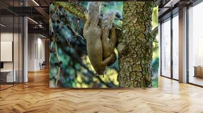 two squirrels holding each other and handing up-side down on the tree branch Wall mural