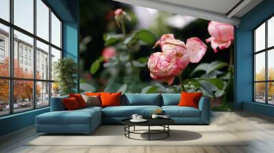 pink roses in garden Wall mural