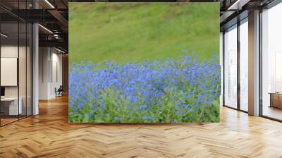 field of blue flowers Wall mural