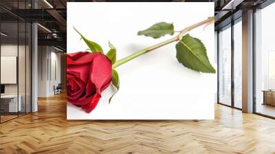 one single red rose flower on white background Wall mural