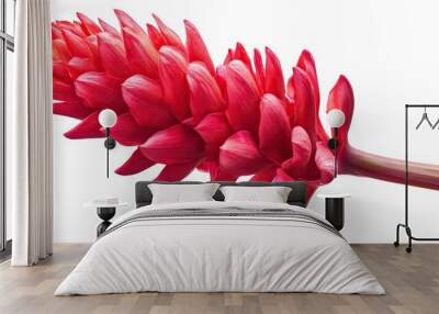 one single red tropical ginger flower on white background Wall mural