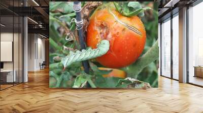 Tomato Hornworm eating tomato Wall mural