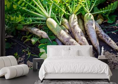 Fresh organic daikon on ground, white radish harvesting Wall mural