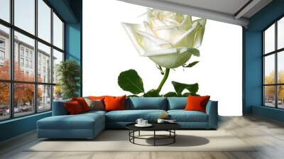 Beautiful white rose  on transparent png Wall mural