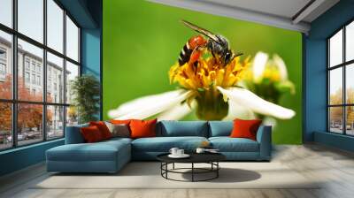 bee on flower green background Wall mural