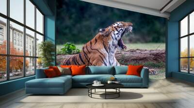 A bengal Tiger with its mouth open Wall mural