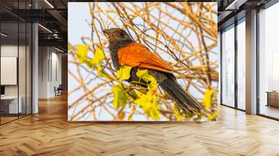 A portrait of a Greater Coucal Wall mural