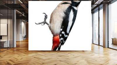 Great Spotted Woodpecker isolated on white background Wall mural