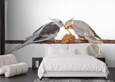 Two young cockatiels feeding on a bunch of foxtail millet isolated on white background Wall mural