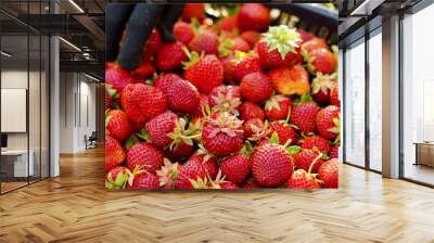 Hand in gardening glove arranging evenly fresh red strawberries in plastic box. Extreme closeup of seasonal worker with harvested fruit. Concept of agriculture Wall mural