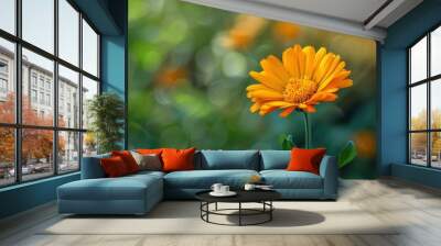 Orange flower blooming in a garden with a blurred background, bathed in soft sunlight Wall mural