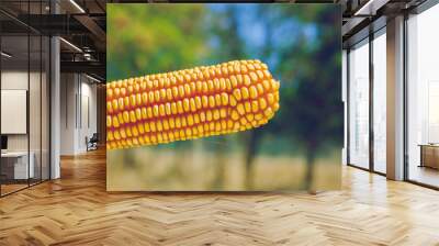 Greek Republic. Corn cob and seeds. Eco product. 12. Sep. 2019. Wall mural