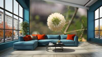 dandelion in grass Wall mural