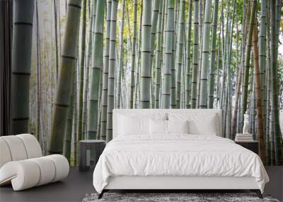 Bamboo forest in Japanese garden Wall mural