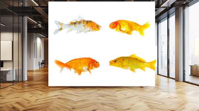 Group of goldfish and koi fish and bubble eye goldfish isolated on a white background. Animal. Pet. Wall mural