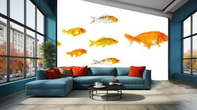 Group of Small goldfish and koi fish following the leader isolated on white background showing leader individuality success or motivation concept. Business concept. Animal. Pet. Wall mural