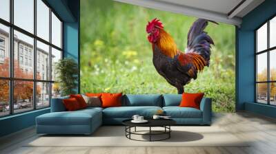 Image of a cock on nature background. Farm Animals. Wall mural