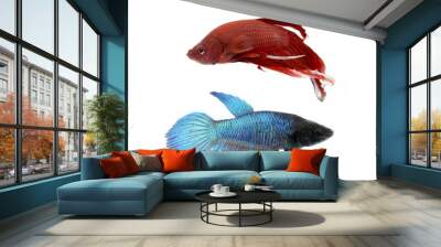 Image of a fighting fish on white background.  (Betta splendens) Wall mural