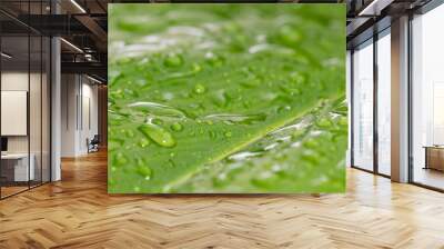 Image of beautiful green leaf with drops of water. background. Wall mural