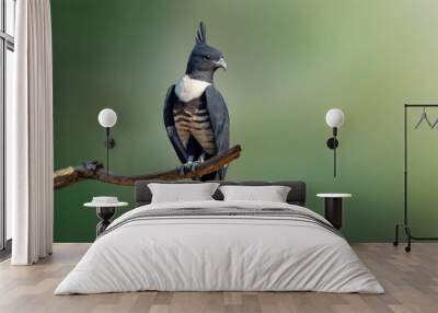 Image of black baza (Aviceda leuphotes) perched on a branch. Birds. Wall mural