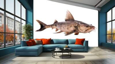 Image of brown catfish isolated on white background. Animal., Fishs., Food. Wall mural