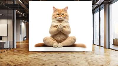 Image of cute cat doing yoga on white background. Pet, Animals. Wall mural