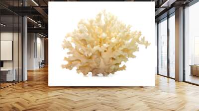 Image of dead white coral cubes on a white background. Undersea Animals. Wall mural