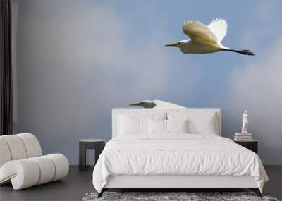 Image of egret flying in the sky. Heron. Wild Animals. Wall mural