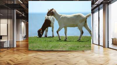 goats eating grass, goat on a pasture Wall mural