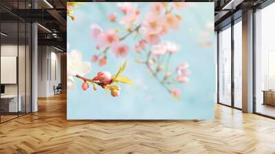 colorful sakura flower pattern on blue background featuring pink, white, and pink - and - white flowers Wall mural