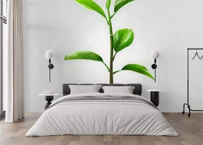 Green Plant Sprouting From Soil Illustration Wall mural