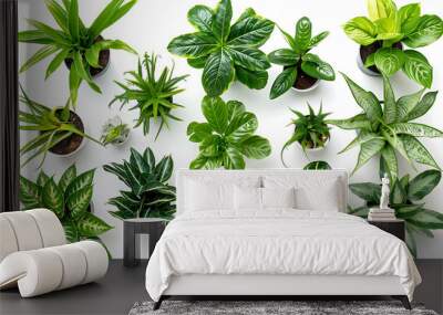 Spider Plant Peace Lily Fiddle Leaf ornamental plant on a white background Wall mural