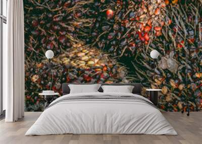 harvested palm fruit Wall mural