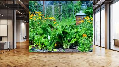 Summer vegetable garden with leafy swiss chard, beetroot and flowering orange marigolds . Wall mural