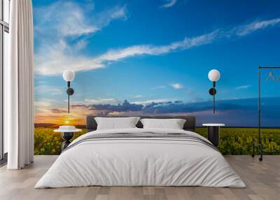 View over rapeseed field with yellow blooms on sunset and storm cloud Wall mural