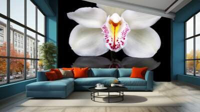 White orchid isolated on black. Wall mural