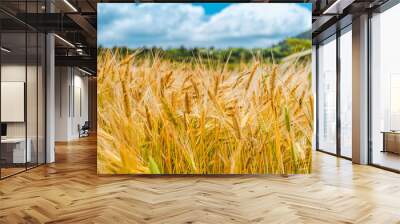 Yellow barley is growing well in the field Wall mural