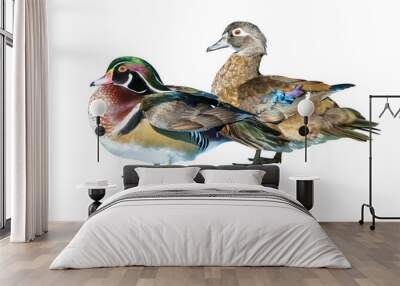 Male Wood Duck and female or Carolina Duck (Aix sponsa), Wild duck was introduced as a pet is a colorful standing happily isolated on white background Wall mural