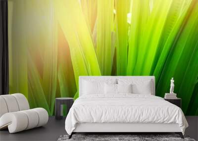 Beautiful green grass fresh on the sunlight for natural background Wall mural