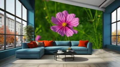 Cosmos flower Wall mural