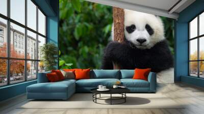 Giant Panda bear baby cub sitting in tree in China Close-up Wall mural