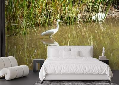 beautiful white bird in clear water Wall mural