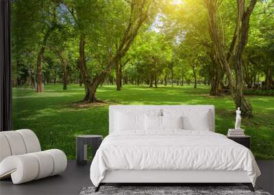 Beautiful landscape in park with green grass field  at morning light Wall mural