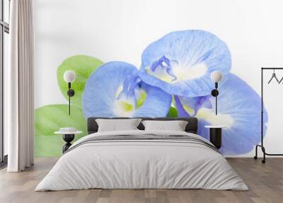 clitoria ternatea or Aparajita flowers Wall mural