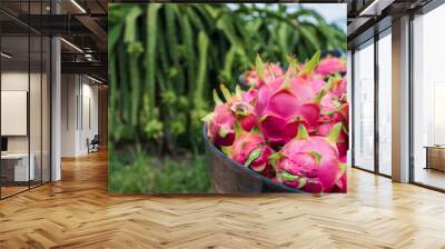 Fresh dragon fruit tropical in thailand, Healthy fruit concept. Wall mural