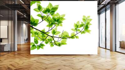 Green tree leaves and branches isolated on white background. Wall mural