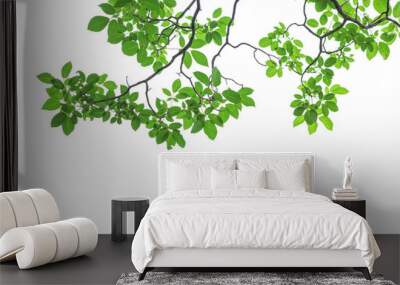 Green tree leaves and branches isolated on white background Wall mural