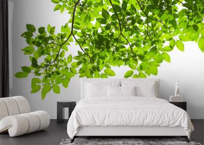 Green tree leaves and branches isolated on white background Wall mural