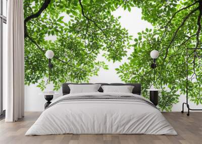 Green tree leaves and branches isolated on white background Wall mural