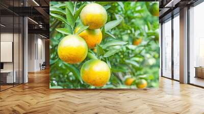 Orange tree Wall mural